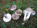 Hygrophorus agathosmus